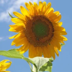 Back To The Roots 5pk Organic USA Flower Seeds -Sunnydaze Decor Store GUEST 00fe6079 8f7b 4c04 ada9 860c92cb4426