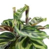 6" Calathea Peacock Plant - National Plant Network 1 6" Calathea Peacock Plant - National Plant Network -Sunnydaze Decor Store GUEST 066eaef7 9dce 4d5a be8d 673a1b133b32