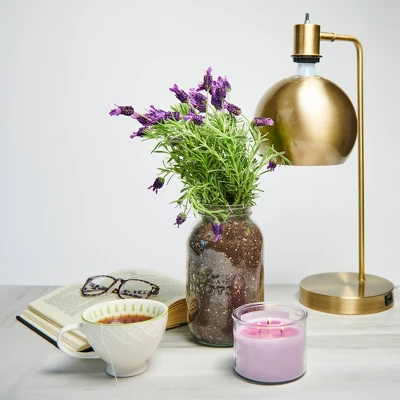 Back To The Roots Organic Lavender Grow Kit 4 Back To The Roots Organic Lavender Grow Kit - Image 2