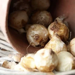 25ct Muscari Dark Eyes Blue Bulbs - Van Zyverden 9 25ct Muscari Dark Eyes Blue Bulbs - Van Zyverden -Sunnydaze Decor Store GUEST 0adf20d9 c78d 4995 96eb 8be6c1efe27f