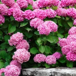 3pc Hydrangea Penny Mac - National Plant Network -Sunnydaze Decor Store GUEST 118d77eb a0c5 4d4f 8740 2af5c4f01012