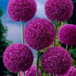 Van Zyverden Allium Purple Giganteum Flower Bulb -Sunnydaze Decor Store GUEST 16e87122 7e30 4de9 83de 69e6b115190c