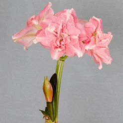 Van Zyverden Amaryllis Pink Double Time Flower Bulb 11 Van Zyverden Amaryllis Pink Double Time Flower Bulb -Sunnydaze Decor Store GUEST 19f25c0b c1c2 4234 abea 45ee0f663ebc