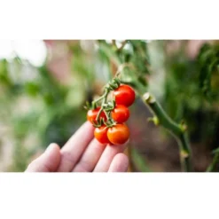 Coast Of Maine OMRI Listed Tomato And Vegetable Plant Potting Soil Compost Blend For Container Gardens And Flower Pots, 20 Quart Bag (2 Pack) -Sunnydaze Decor Store GUEST 1b164dd3 2120 40a0 877f 22346e4a8612 1