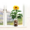 Back To The Roots Organic Sunflower Grow Kit -Sunnydaze Decor Store GUEST 2044ae7c e8b6 4439 ab96 1ba0fbc6c5f3