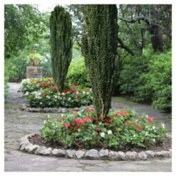 Holly 'Sky Pencil' 1pc - National Plant Network U.S.D.A Hardiness Zone 5-9 - 2.25 Gallon 5 Holly 'Sky Pencil' 1pc - National Plant Network U.S.D.A Hardiness Zone 5-9 - 2.25 Gallon -Sunnydaze Decor Store GUEST 21cda380 5456 4bf5 b930 a560da057f57