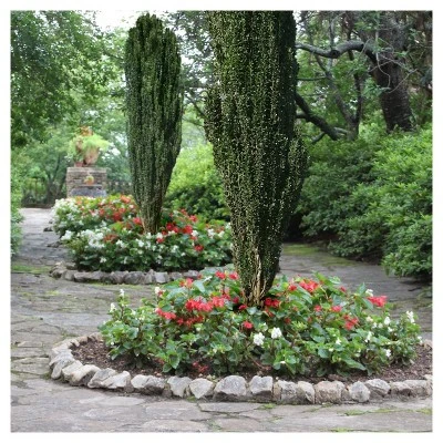 Holly 'Sky Pencil' 1pc - National Plant Network U.S.D.A Hardiness Zone 5-9 - 2.25 Gallon 4 Holly 'Sky Pencil' 1pc - National Plant Network U.S.D.A Hardiness Zone 5-9 - 2.25 Gallon - Image 2