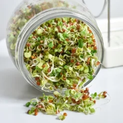 Tribest GEO Sprouting Jar System With Stainless Steel Rack And Ceramic Base Plate – Clear -Sunnydaze Decor Store GUEST 233561dd d0c4 4b22 8d23 695e494c00e1