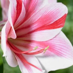 Van Zyverden Amaryllis Pink Gervase Flower Bulb -Sunnydaze Decor Store GUEST 278de96f 1d03 42e5 8f14 685ae3a1f6a1