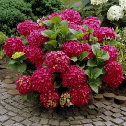 3pc Hydrangea Red Beauty - National Plant Network