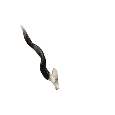 Design Toscano Kudu African Wall Trophy 7 Design Toscano Kudu African Wall Trophy - Image 5