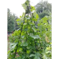 Titan Teepee Trellis Large Lightweight Metal Garden Trellis For Climbing Plants And Flowers - Gardener's Supply Company -Sunnydaze Decor Store GUEST 3687961f 9346 491c be00 e6385f0f2788