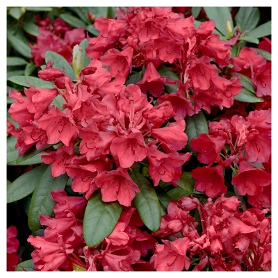 Azalea 'Hersey Red' 1pc - National Plant Network U.S.D.A Hardiness Zone 5-9 4 Azalea 'Hersey Red' 1pc - National Plant Network U.S.D.A Hardiness Zone 5-9 - Image 2