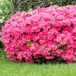 2.5qt Macrantha Pink Azalea Plant With Pink Blooms - National Plant Network -Sunnydaze Decor Store GUEST 39f608e9 819f 44be 8f69 d5065bac36f7