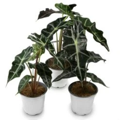 3pc Alocasia Poly - National Plant Network -Sunnydaze Decor Store GUEST 3eabc30b 85fd 43d9 ac2d a07f0e6f0882