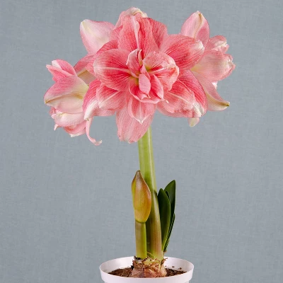 Van Zyverden Amaryllis Pink Double Time Flower Bulb 4 Van Zyverden Amaryllis Pink Double Time Flower Bulb - Image 2