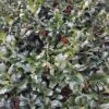Holly 'Nellie R. Stevens' 1pc U.S.D.A. Hardiness Zones 6-9 National Plant Network 2.25gal -Sunnydaze Decor Store GUEST 416e5ff9 9ded 4181 8931 ed1b327bec31