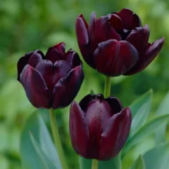 12ct Tulips Super Sized Queen Of Night Bulbs - Van Zyverden
