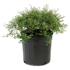 Holly Dwarf Yaupon 1pc - National Plant Network U.S.D.A Hardiness Zone 7-11 - 2.25 Gallon