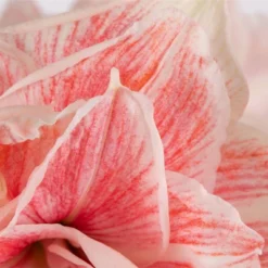 Van Zyverden Amaryllis Pink Double Time Flower Bulb 13 Van Zyverden Amaryllis Pink Double Time Flower Bulb -Sunnydaze Decor Store GUEST 4e4dcbf1 f2e0 428c 8dcb d13224e4347c