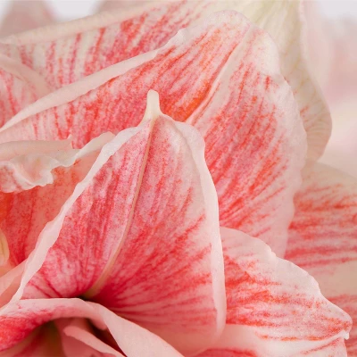 Van Zyverden Amaryllis Pink Double Time Flower Bulb 7 Van Zyverden Amaryllis Pink Double Time Flower Bulb - Image 5