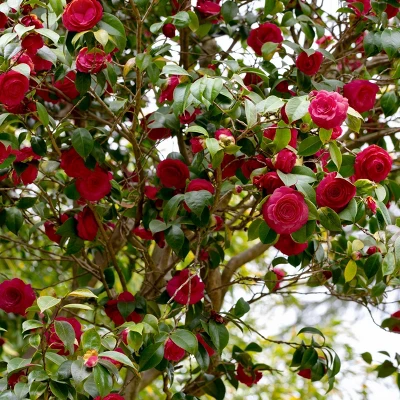2.5qt Black Magic Camellia Japonica Plant With Dark Red Blooms - National Plant Network 3 2.5qt Black Magic Camellia Japonica Plant With Dark Red Blooms - National Plant Network