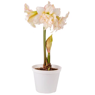 Van Zyverden Amaryllis White/Pink Impatient Flower Bulb 4 Van Zyverden Amaryllis White/Pink Impatient Flower Bulb - Image 2