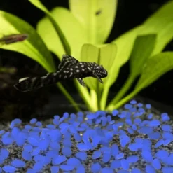 Nature Spring Glow-in-the-Dark Solar Pathway Pebble Lights, 200 Pcs. - Blue 9 Nature Spring Glow-in-the-Dark Solar Pathway Pebble Lights, 200 Pcs. - Blue -Sunnydaze Decor Store GUEST 60c8a713 01e6 4759 86c7 0235ca844860