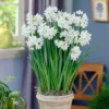 25ct Paperwhites Bulbs - Van Zyverden -Sunnydaze Decor Store GUEST 65ca86b7 6b9d 462d 880d a55e85c7ea93