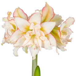 Van Zyverden Amaryllis White/Pink Impatient Flower Bulb 9 Van Zyverden Amaryllis White/Pink Impatient Flower Bulb -Sunnydaze Decor Store GUEST 66d98e9c 1f9b 48a2 ba10 8ca2a789d3a2