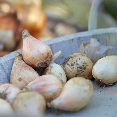 150ct Allium Collection Bulbs - Van Zyverden 5 150ct Allium Collection Bulbs - Van Zyverden - Image 3