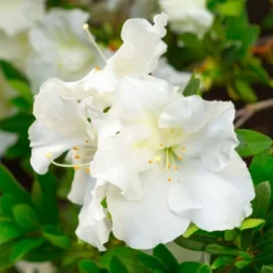 Azalea 'Gumpo White' U.S.D.A. Hardiness Zones 7-9 - 1pc - Cottage Hill -Sunnydaze Decor Store GUEST 70f327cd c01d 4d35 a0f0 dedd8285324b