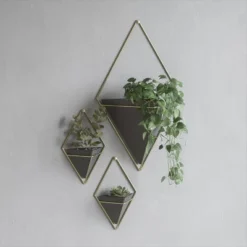 Trigg Wall Display Planter Black/Brass - Umbra -Sunnydaze Decor Store GUEST 70f8f9ec 8a21 4d9c 9885 7c6bd3902a22