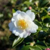 2.5qt Camellia Sasanqua Plant With White Blooms - National Plant Network -Sunnydaze Decor Store GUEST 735db9eb f2ab 4ac3 a05b f4768f03d5dd