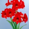 Van Zyverden Multi Amaryllis Red Flower Bulb -Sunnydaze Decor Store GUEST 737e6c35 c24c 4495 a0d3 18ed7ec63521