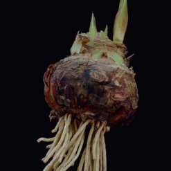 Van Zyverden Amaryllis White/Pink Impatient Flower Bulb 10 Van Zyverden Amaryllis White/Pink Impatient Flower Bulb -Sunnydaze Decor Store GUEST 7580982a c45e 49ec bd7b d08b77e0a4e1 2