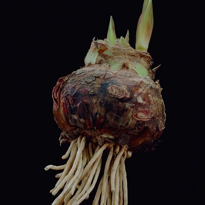 Van Zyverden Amaryllis White/Pink Impatient Flower Bulb 6 Van Zyverden Amaryllis White/Pink Impatient Flower Bulb - Image 4