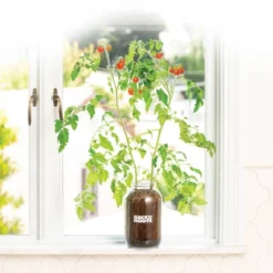 Back To The Roots Organic Tomato Grow Kit -Sunnydaze Decor Store GUEST 761ae776 020c 4c9e 930b 0e4a9b2de8cb