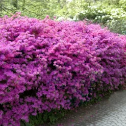 Encore Azalea Autumn 'Lilac' 3gal U.S.D.A. Hardiness Zones 6-10 - 1pc - National Plant Network