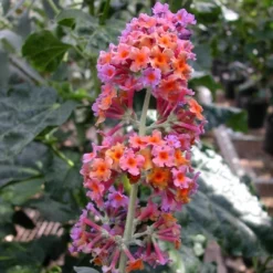 Buddleia Bi-Color - National Plant Network -Sunnydaze Decor Store GUEST 7dc4d6e7 c343 4266 bff0 c95660778a61