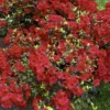 2.25gal Girard Crimson Azalea Plant With Red Blooms - National Plant Network 2 2.25gal Girard Crimson Azalea Plant With Red Blooms - National Plant Network -Sunnydaze Decor Store GUEST 7e620e3f 5bf3 47bc 8864 1ec42a2fefad