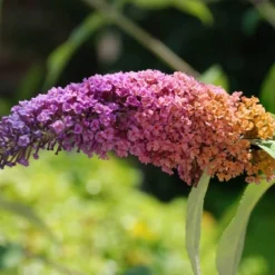 Buddleia Bi-Color - National Plant Network -Sunnydaze Decor Store GUEST 8050ba8a 8d2a 4356 928b 1fc8bed43651
