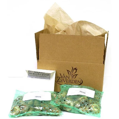 Van Zyverden Set Of 25 Daffodils Bulbs Classic Improved King Alfred 4 Van Zyverden Set Of 25 Daffodils Bulbs Classic Improved King Alfred - Image 2