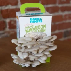 Back To The Roots Organic Mushroom Mini Grow Kit Pearl Oyster 12 Back To The Roots Organic Mushroom Mini Grow Kit Pearl Oyster -Sunnydaze Decor Store GUEST 874fac39 bd35 4dff 8b5a d7136badad44