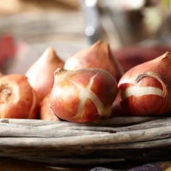 Tulips Non-Stop Red Blend - Set Of 25 Bulbs - Van Zyverden