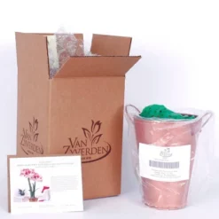 Van Zyverden Amaryllis Red Popov Flower Bulb With Artisan Decorative Planter -Sunnydaze Decor Store GUEST 88850e9d 516b 40d0 9415 49799eb90ad0