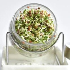 Tribest GEO Sprouting Jar System With Stainless Steel Rack And Ceramic Base Plate – Clear -Sunnydaze Decor Store GUEST 8c36ed12 8655 4380 a14f 4391e00c9ebb