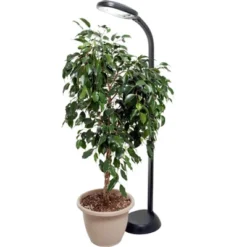 Hydrofarm Agrobrite FLF27DF 27W 120V Indoor Gooseneck Adjustable 48' To 61' Standing Plant Lamp Light With 6 Foot Power Cord, Black 9 Hydrofarm Agrobrite FLF27DF 27W 120V Indoor Gooseneck Adjustable 48' To 61' Standing Plant Lamp Light With 6 Foot Power Cord, Black -Sunnydaze Decor Store GUEST 93b806a7 2374 4709 88f8 456729ccc568