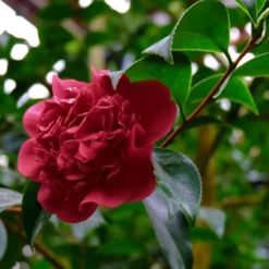 2.5qt Black Magic Camellia Japonica Plant With Dark Red Blooms - National Plant Network 7 2.5qt Black Magic Camellia Japonica Plant With Dark Red Blooms - National Plant Network -Sunnydaze Decor Store GUEST 99563b24 4e3a 4457 9d54 d587eb83f8f3