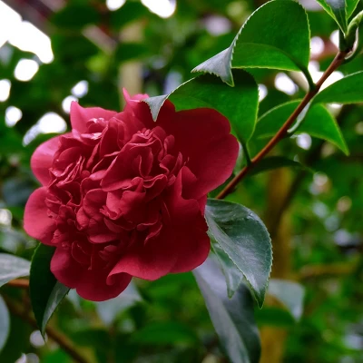 2.5qt Black Magic Camellia Japonica Plant With Dark Red Blooms - National Plant Network 5 2.5qt Black Magic Camellia Japonica Plant With Dark Red Blooms - National Plant Network - Image 3